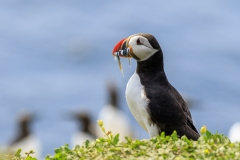 Puffin