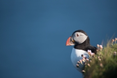 Puffin