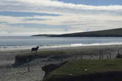 Shetland Sea