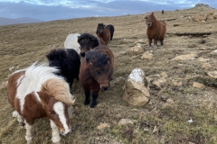 Shetland Pony