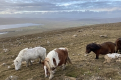 Shetland Pony