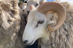 Shetland Ram